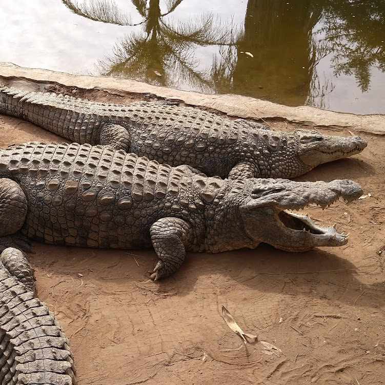 Cango Wildlife 2